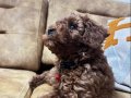 55 Günlük Erkek Toy Poodle Bebeğimiz
