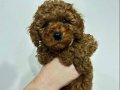 55 Günlük Erkek Toy Poodle Bebeğimiz