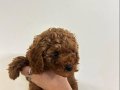 55 Günlük Erkek Toy Poodle Bebeğimiz