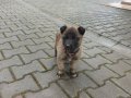 Zeka Küpü 