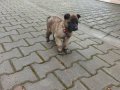 Zeka Küpü 
