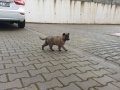 Zeka Küpü 