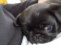 Nadir Renk Siyah Pug