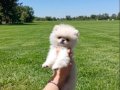 Safkan Teacup Ayı Surat Pomerian Boo Yavrum