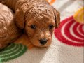 Kırma Olmayan Toy Poodle Yuva Arıyor 