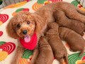 Kırma Olmayan Toy Poodle Yuva Arıyor 