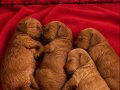 Kırma Olmayan Toy Poodle Yuva Arıyor 