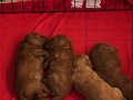 Kırma Olmayan Toy Poodle Yuva Arıyor 