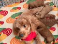 Kırma Olmayan Toy Poodle Yuva Arıyor 