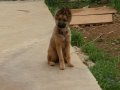 3 Aylık Dişi Alman Kurdu