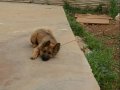 3 Aylık Dişi Alman Kurdu