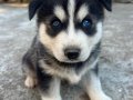 1,5 aylık HUSKY