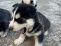 1,5 aylık HUSKY