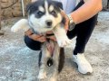 1,5 aylık HUSKY