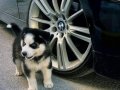 2 Aylık tatlı HUSKY