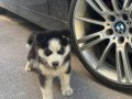 2 Aylık tatlı HUSKY