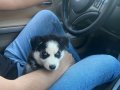 2 Aylık tatlı HUSKY