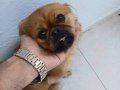 5 Aylık Pekinez Yavrular