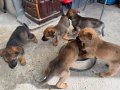 17 Mart Doğumlu Belçika Kurdu Malinois Yavrular 