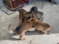 17 Mart Doğumlu Belçika Kurdu Malinois Yavrular 