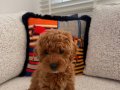 Sevimli Toy Poodle 