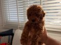 Sevimli Toy Poodle 