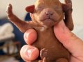 İzmirin En Temiz Teacup Toy Poodleları