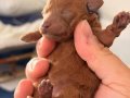 İzmirin En Temiz Teacup Toy Poodleları