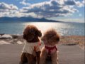 İzmirin En Temiz Teacup Toy Poodleları