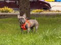 Lina 1 Yaşında Ev Köpeğidir Tüm Aşıları Tamdır 