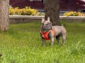 Lina 1 Yaşında Ev Köpeğidir Tüm Aşıları Tamdır 