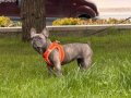 Lina 1 Yaşında Ev Köpeğidir Tüm Aşıları Tamdır 