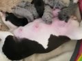 Benekli Postlu French Bulldog