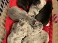 Benekli Postlu French Bulldog
