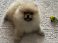 Üsküdar’da 3 Aylık Pomeranian Boo