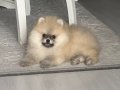 Üsküdar’da 3 Aylık Pomeranian Boo