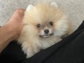 Üsküdar’da 3 Aylık Pomeranian Boo