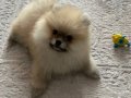 Üsküdar’da 3 Aylık Pomeranian Boo
