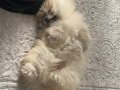 Üsküdar’da 3 Aylık Pomeranian Boo