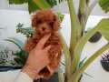Teacup Kore Poodle Yavruları