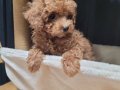 Teacup Kore Poodle Yavruları