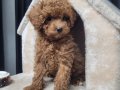 Teacup Kore Poodle Yavruları