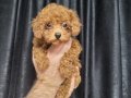 Teacup Kore Poodle Yavruları
