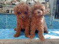 Teacup Kore Poodle Yavruları