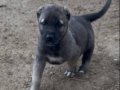 Gerçek saf Kangal  tüm illere otobüsle
