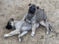 Gerçek saf Kangal  tüm illere otobüsle