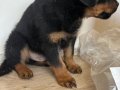 İri Yapılı Safkan Rottweiler Yavrusu