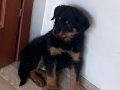 İri Yapılı Safkan Rottweiler Yavrusu
