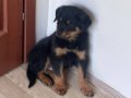 İri Yapılı Safkan Rottweiler Yavrusu