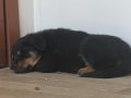 İri Yapılı Safkan Rottweiler Yavrusu